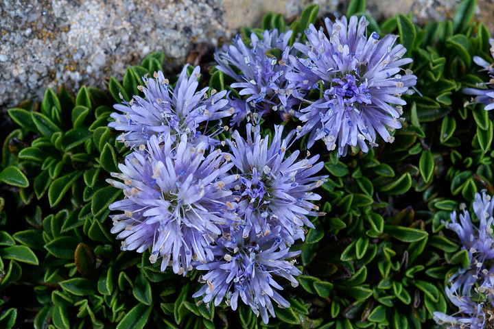 Globularia repens / Globularia strisciante